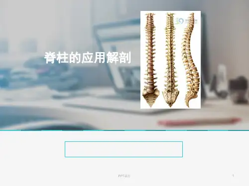 脊柱的应用解剖  ppt课件