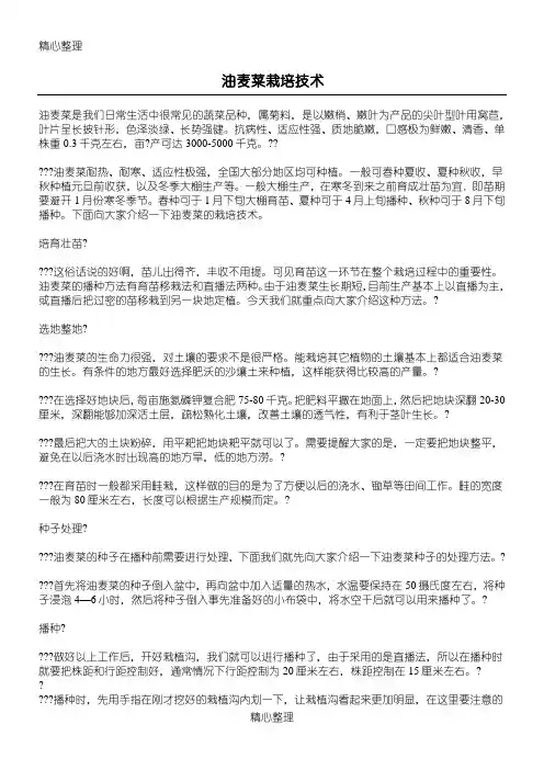油麦菜栽培技术经验
