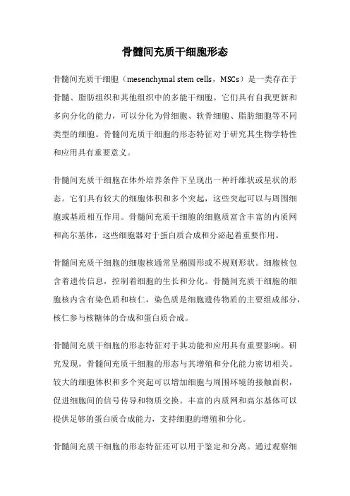 骨髓间充质干细胞形态