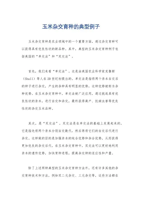 玉米杂交育种的典型例子