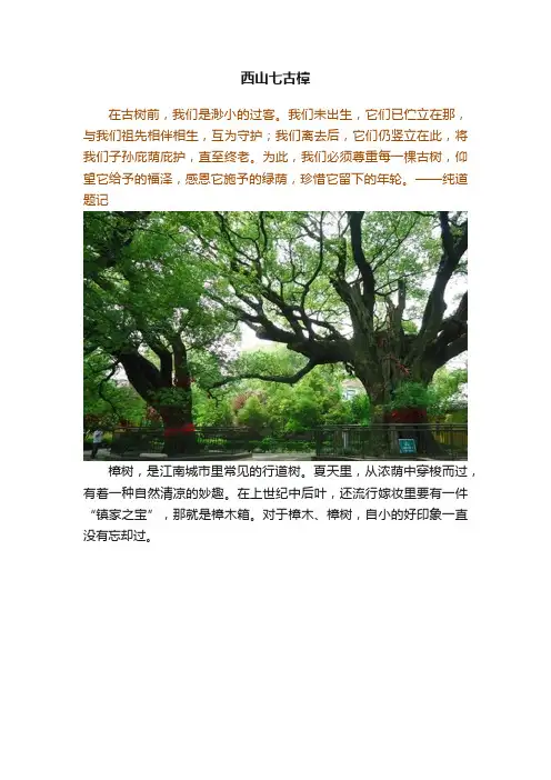 西山七古樟