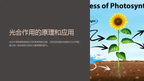 光合作用的原理和应用课件