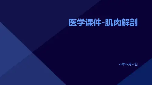 医学课件-肌肉解剖