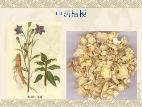 桔梗