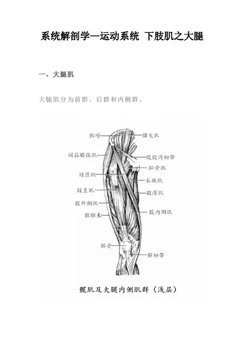 系统解剖学—运动系统 下肢肌之大腿
