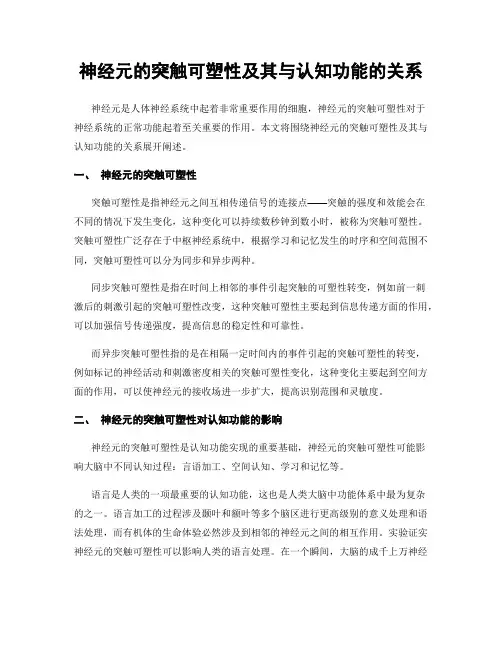 神经元的突触可塑性及其与认知功能的关系
