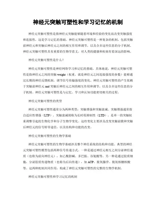 神经元突触可塑性和学习记忆的机制
