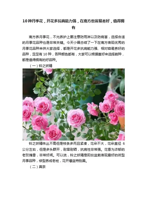 10种月季花，开花多抗病能力强，在南方也容易养好，值得拥有