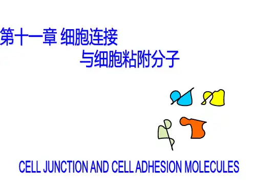 细胞生物学教程第十一章+细胞连接与细胞粘附分子ppt课件