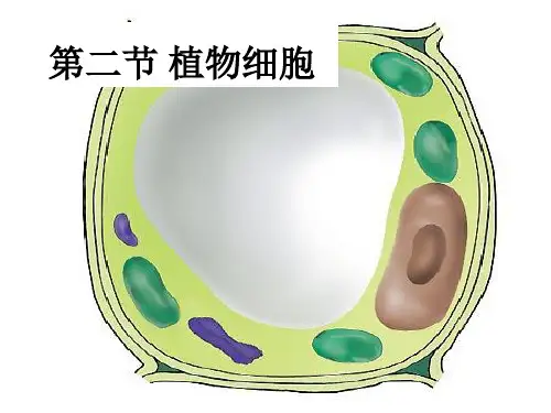 人教版七年级生物上册2.1.2植物细胞