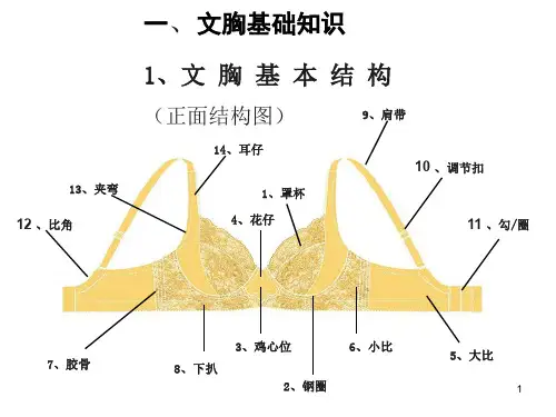 文胸基础知识ppt课件