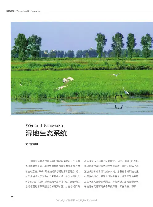 湿地生态系统