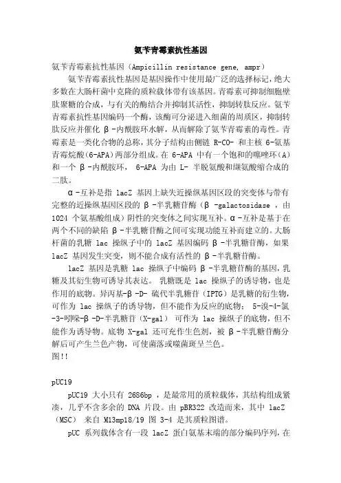 氨苄青霉素抗性基因