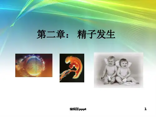第二章：精子的发生ppt课件