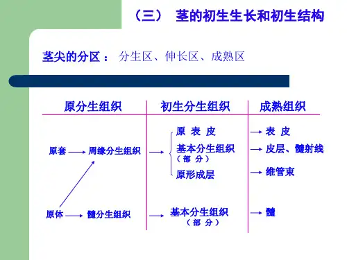 植物的茎的初生生长和初生结构