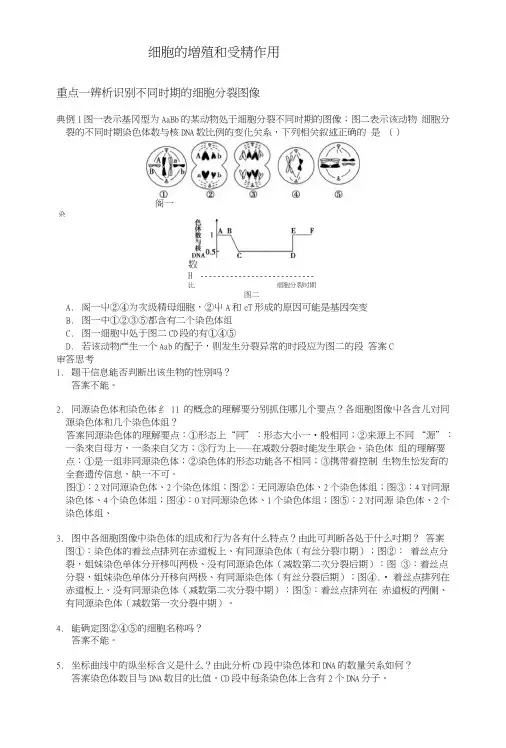 二轮复习细胞的增殖和受精作用.doc