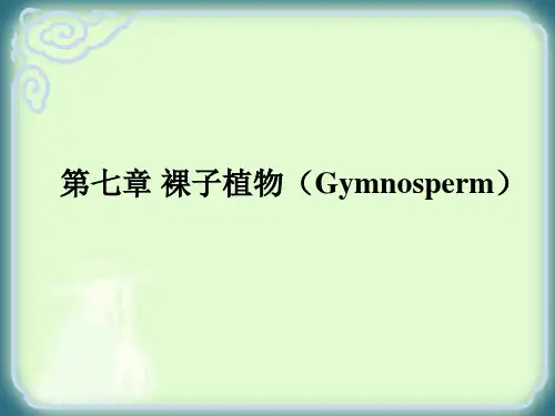 3.5《裸子植物》课件