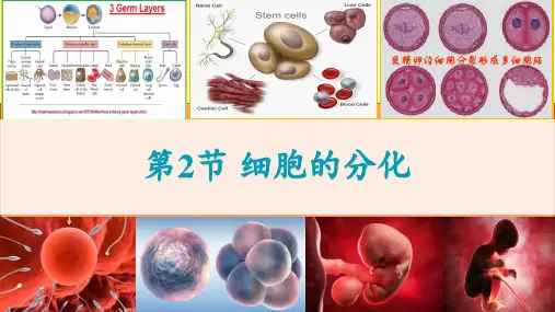 细胞的分化ppt课件