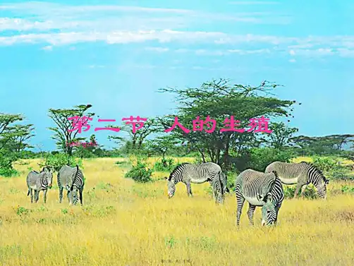 七年级生物下册 第二节 人的生殖课件 