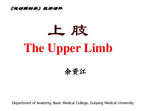 运动解剖学上肢局解