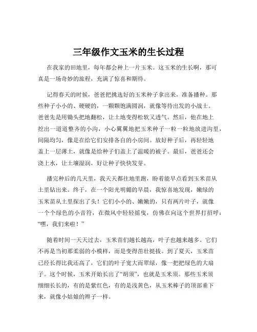 三年级作文玉米的生长过程