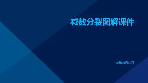 减数分裂图解课件