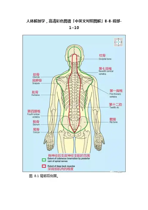 人体解剖学，高清彩色图谱「中英文对照图解」8-8-背部-1~10