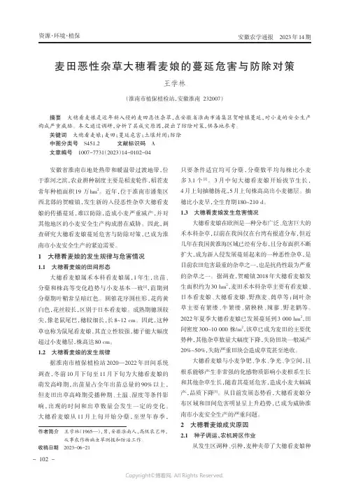 麦田恶性杂草大穗看麦娘的蔓延危害与防除对策