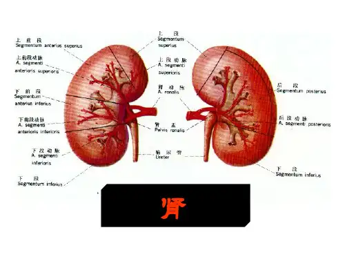第二章-藏象(6)五脏-肾