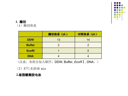 DNA的琼脂糖凝胶电泳资料ppt课件