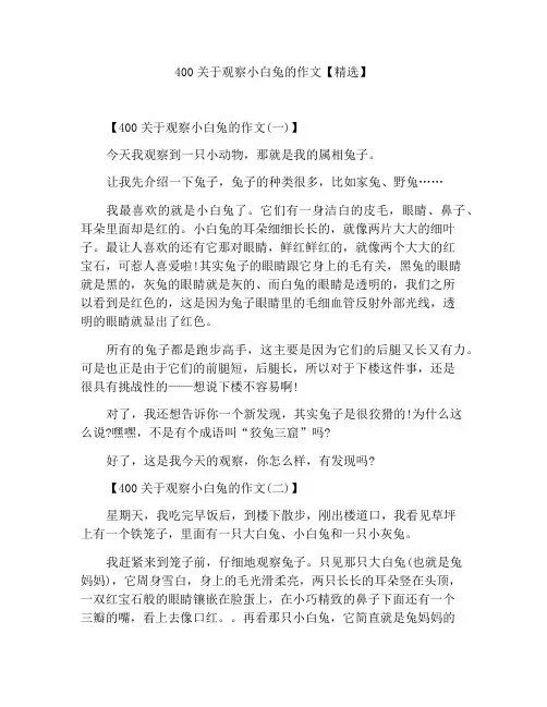400字关于观察小白兔作文【精选】