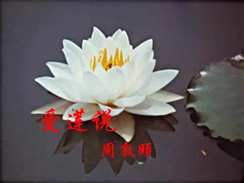 《爱莲说》ppt课件完美版