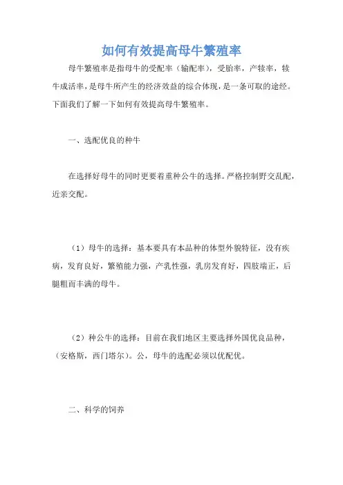 如何有效提高母牛繁殖率