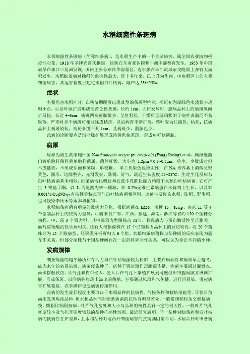 水稻细菌性条斑病