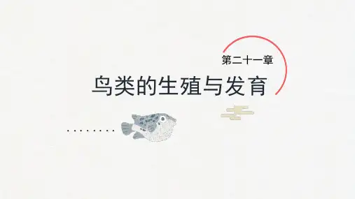 鸟类的生殖与发育-八年级生物下册(苏教版)