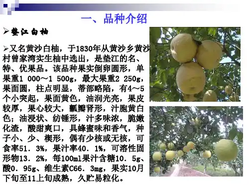 柑桔生产技术概述PPT课件