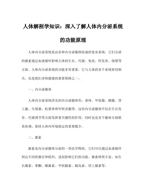 人体解剖学知识：深入了解人体内分泌系统的功能原理
