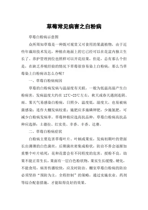 草莓常见病害之白粉病