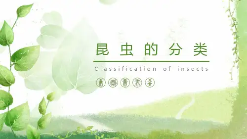 昆虫的基本知识 昆虫的分类
