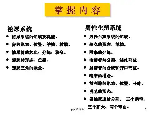 泌尿系统、男性生殖系统ppt课件