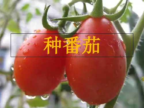 三年级下册科学课件种番茄 粤教版 (共16页)PPT