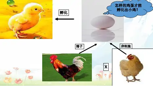 新人教版八年级生物下册基因在亲子代间的传递-ppt课件-精选课件