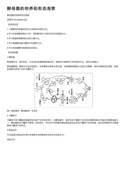 酵母菌的培养和形态观察