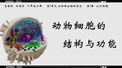 动物细胞的结构与功能ppt课件