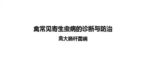 禽大肠杆菌课件(共35张PPT)《禽病防治》