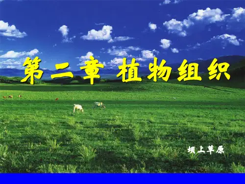 第二章 植物组织
