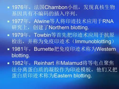 生物大分子印迹技术