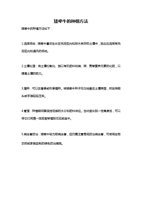 矮牵牛的种植方法