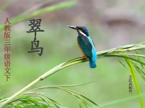 人教版三年级语文下《翠鸟》