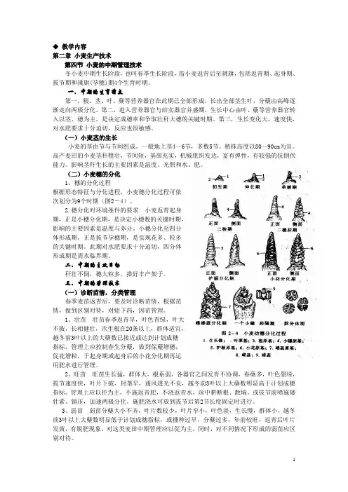 《农作物生产技术教案(北方本)(第二版)》——第二章小麦生产技术第四节小麦的中期管理技术(高教版)
